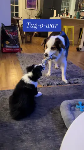 Who wins?  #puppy #austrailianshepherd #nantucket #aussiepuppy 