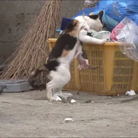 Cat Rescue #catrescue #catrescuer #cat #catsoftiktok #gooddeed  #catrescueroftiktok #catlover