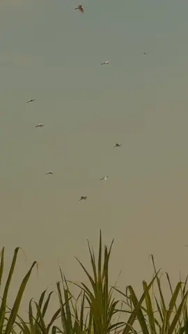 #liriklagu #kucintakauapaadanya #lyrics #once #fyp 