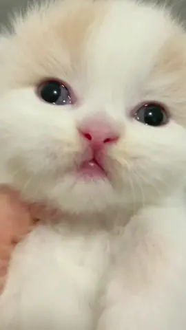 #cat #cute 