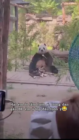Đại Hải Béo ( Phúc Tinh) và thú vui tao nhã mang tên Mukbang. Hải sống nhàn hạ vô tư, cứ cho ăn uống đủ bữa, là ẻm ôm cây măng bó trúc ngồi mukbang nhiệt tình, vui vẻ 😊 So với với cô Manh Manh cũng một chín, một mười, nhưng Manh Manh lớn tuổi và qua sinh nở rồi, còn nhóc Đại Hải là nó bẩm sinh, rồi còn sở thích ăn uống nhiệt tình như thế😂 #fuxing #pangdahai #daihaibeopanda #phuctinhpanda #diandianpanda #gautruc #panda #bacdongpanda #sothubackinh #phanvietminhbacdong #quocbaotrungquocyaya #baovedongvathoangda #viral #tiktokpanda #yaya #gautrucdangyeu #gautrucdethuong 