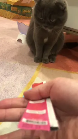 คอย #Zero #1ปี50วัน  #เด็กอ้วน #ทาสแมว #เด็กขี้อ้อน #ซีโร่เป็นแมวตลก🐱🙊🐒 #แมว 