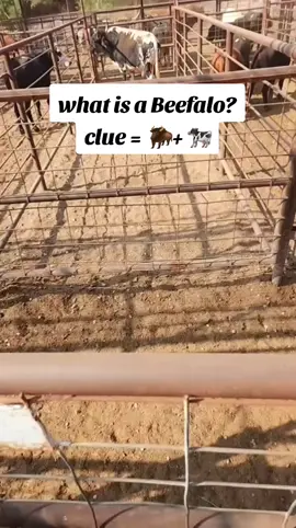 What is a Beefalo???   #animal #cowboys #rodeo #wildlife #shorts #bull #horse #buffalo #bison #beefalo 