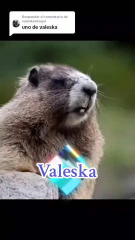 Respuesta a @valeskamisajel #VoiceEffects #respondiendopeticiones #sorryporlatardansa #parati #foryou #ardillaquegrita #nombre #sitegustadalelikeycomparte♥️ #sigueme😁 #viraltiktok #🔥 