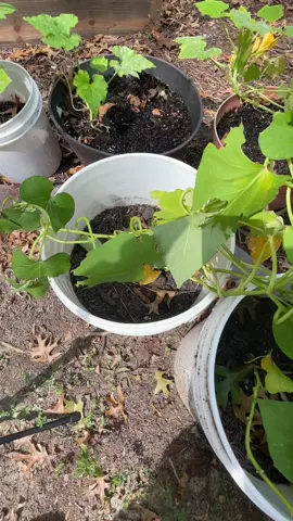 Small Sweet Potato Harvest🍠 #gardenproject #gardentok #blackgardenerstiktok #gardening #gardening101 #growyourownfood #containergarden #containergardening #homegarden #homegardening #sweetpotato #sweetpotatoes #growsweetpotatoes #potatoharvest 