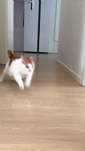 Dashing and drifting with this racecar cat#catrun #catrunning #kittyrun 