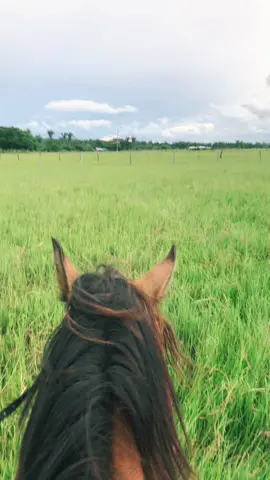 Bonito, noble y sincero, como la misma sabanaaa… #llano #carlosguevara 