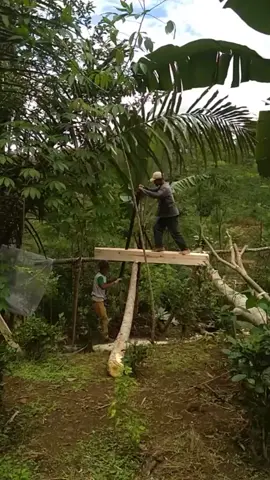 #pejuangkeluarga #pejuangrupiah #edoy773  gergaji kayu jaman dulu. 😢💪💪 para pejuang keluarga🥰