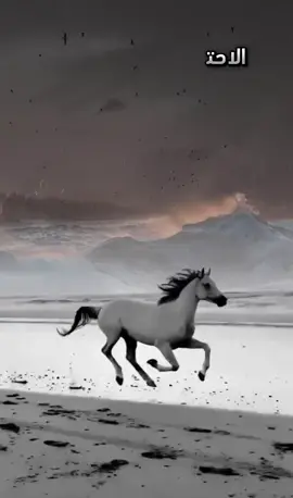 #اجمل_المقاطع #اروع_الفيديوهات #اروع_اللحظات #جمال_الخيل_العربيه_الاصيله #اقوال_وحكم #حكمة_اليوم_علمتني_الحياة #اجمل_فيديوهات_على_تيك_توك #جمال_البحر #خيول_جمال #عباراتكم_الفخمه🦋🖤🖇 #كلمات_راقت_لي #حكمة_عبرة #مشاهير_تيك_توك #السماء#احبكمممم #احلى_متابعين💓 