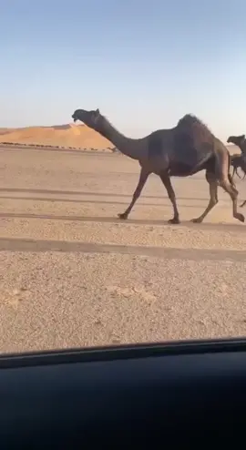 #المجاهيم #البداوه #مزاين_الابل #اكسبلورexplore #اكسبلور 