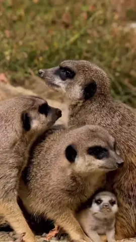 Meerkat family protecting their baby