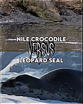 Both underrated #whoisstrongest #debates #animaldebates #battles #animaldebate #animalbattles #versus #fights #animaledits #fyppppppppppppppppppppppp #fyp #nilecrocodile #leopardseal 