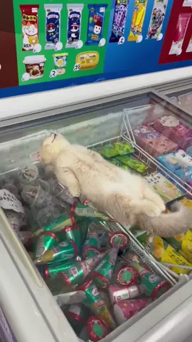 #cat #catsoftiktok 