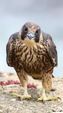 ساحر الجو_ما أروع الشاهين #صقر_الشاهين #صقر_الشاهين🦅🦅 #الحر #طير_الشاهين #مقناص_الصيد #حباري #السعوديه_الرياض_حايل_جده_القصيم_بريده 