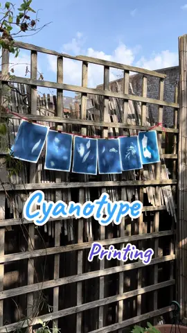 A bit of wind based sabotage, but for a first try I’m pretty happy! ☀️ #cyanotype #printmaking 