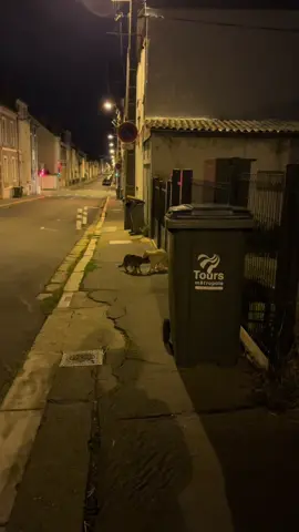 meow #cat #night #fyp #street 