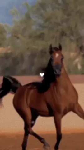ويبقى جمال الخيل لا يضاهيه جمالا🐎🐎#يا_خفيف_الدم_والطينه🐎🤎 #خيل🐎🖤 #بدون_موسيقى🤎 #بدون_موسيقى #♡♡♡ # 