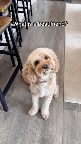 Dogs are best friends 🥺❤️ #dogsofttiktok #puppylove #dogs #fyp #lunatheminicockapoo 