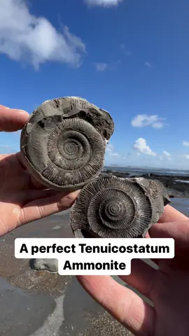 Here’s a perfect ammonite rock that we found in a shale slab and opened up on the beach🏝🌊 Inside, a stunning Dactylioceras ammonite from the Jurassic 😍🦑 This ammonite is around 185 Million Years Old 💀  If you’d like an ammonite rock to crack open, please message us directly on yorkshire fossils or visit our website yorkshirefossils.NET 🦕 For more videos, check out our YouTube channel Yorkshire Fossils 🏝 Thanks for supporting our page! 🐊 #natural #nature #fossil #fossils #ancient #animals #art #ammonite #ammonites #dinosaur #scientist  #minerals #paleontology #whitby #geologist #dorset #geology #charmouth #jurassic #yorkshire #beach #coast #sea #water #squid #fyp 