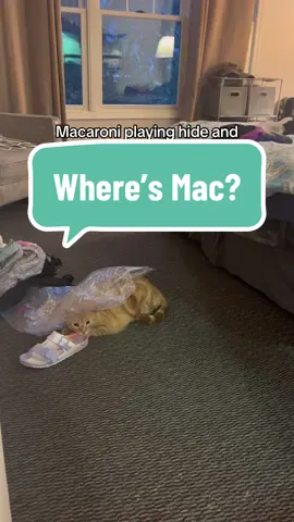😂😂 #orangecatsoftiktok #macattack #orangecat #cats #orangecatbehavior #orangecats #orangecatbraincell #rescuecat #stopyourescaringme #macaroniandcheese #macaroniandcheesethecats #cat #wheresmac #adoptdontshop 