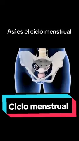 Ciclo menstrual #fisiología #medicina #medstudent #ciclomestrual #education #viraltiktok #viral #parati #fyp 