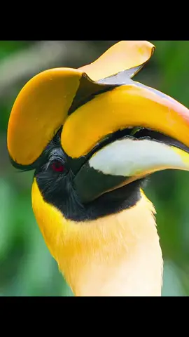 #documentary #USA #fyp #tiktok #ourplanet #hornbill 