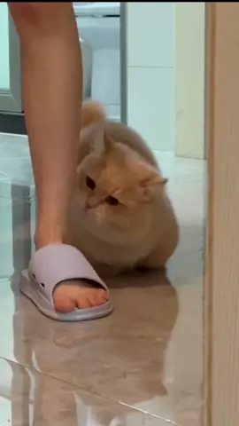 anak kucing yang comel#kucing 