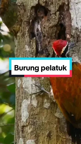 burung pelatuk #burungpelatuk #woodpecker #kicau #tiktok #fyp #arkaan #natursound #CapCut 