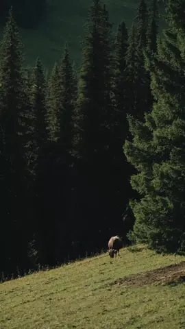 Cukup_Ziva Magnolya 💔🔥#cukupzivamagnolya #lagubaruziva #singleterbaruzivamagnolya #loriklagu 