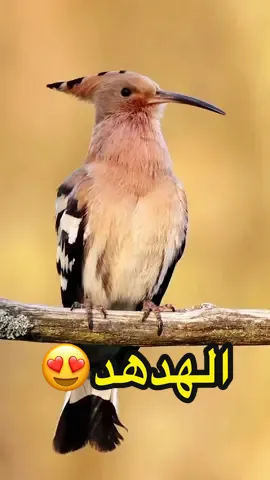 اسمعوا صوت طائر الهدهد الذي ذكر في قرأن الكريم .المكان غابة الأمازون في كولومبيا 🇨🇴📍#tiktok #foryou #travel #سفر #capcut #fotografia 