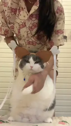 #cat #cute