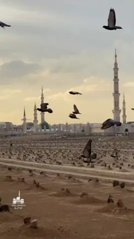#ياختام_الانبياء #السلام_عليك_يا_رسول_الله♥️🕋 #سنة_١١_هـجري #٢٨صفر_شهادة_الرسول_الأعظم_محمد 