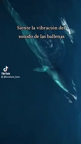 Canto mágico de ballenas🐳 #vibracion #despertardelaconciencia #gaia #ballena 