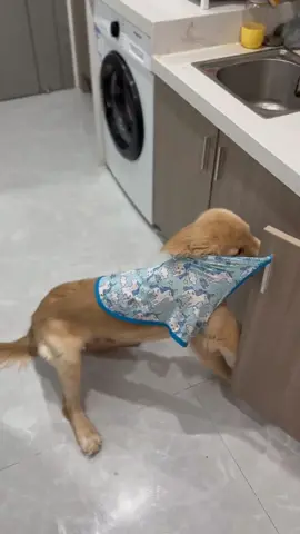 Omg, he tired to steal a treat, and as a result...😂#funny #goldenretriever 