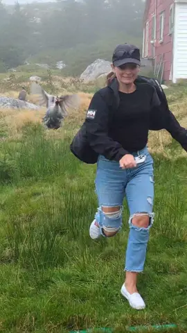 A little too close to the guinea hens 😂 #waitforit #birdattack #guineahens #protective #funny 