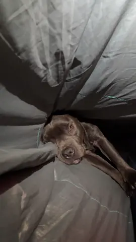La meilleure place de la tente : dans le sac de couchage #bivouac #dog #dogtravel @Decathlon 