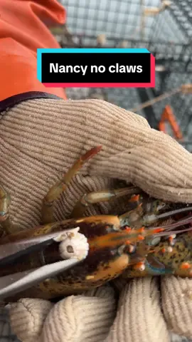 Replying to @slophia We’ll check in on nancy no claws Thursday and see how she’s doing! #maine #travel #lobster #seafood #explore #lobsterfishing #fishing #ocean #commercialfishing #lobstertok #fy #fyp #mainelobster #interesting #DidYouKnow #educate #education 