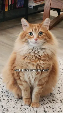 If he's not excited, then I am 😂 #catsoftiktok #foryoupage 