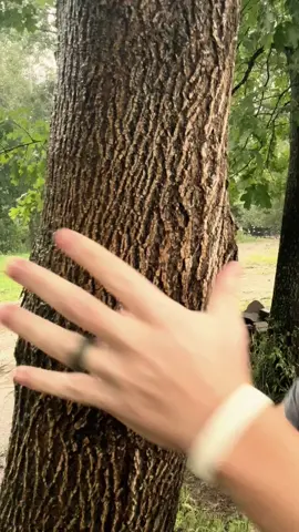 ASMR Giving A Tree A Massage In The Rain #asmr 