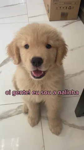apresentando a nala pra vocês! #filhote #goldenretriever #nala 