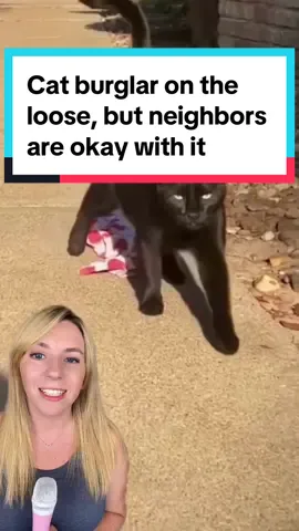 Cleo the cat is a literal cat burglar. Hes been stealing items from neighbors all summer, but neighbors are okay with it and even made Cleo shirts that raise money for a local animal shelter.  📸 cleothekleptokitty (TikTok) / Jeanne Wheat / Storyful #catsoftiktok #cat #catburglar #goodnews #positivecontent #catnews #greenscreenvideo #greenscreen 