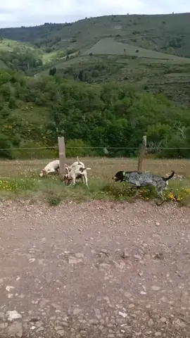 #javali #acuaçao #javaliselvagem #cachorroamericano #caçada #cachorrodecaça CACHORRADA TRABALHANDO NO RASTRO DO PORCO SÓ QUEM GOSTA CURTE COMENTA COMPARTILHA 🐗🐕💥