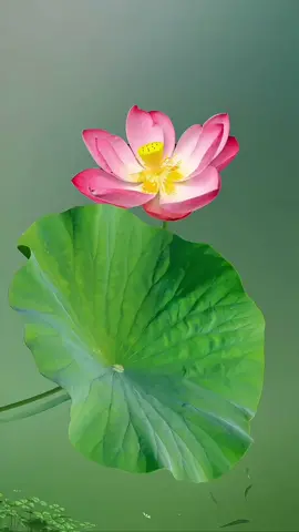 Hạnh phúc là được là chính mình. Bạn không cần phải được thừa nhận bởi người khác. Chỉ cần chính bạn thừa nhận mình là được rồi.#noidaybinhyen #bìnhyên #Master2023byTikTok 