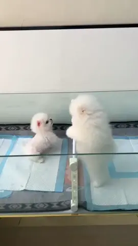 🥰🥰🥰 #xuhuong #funnyvideo #dog #cutedog 