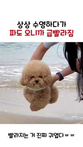 #틱톡 #동물영상 #힐링영상 #귀여운영상 #웃긴영상 #강아지 #댕댕이 #수영 #강아지수영 #바다 #해피유머