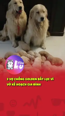 Đẻ nhiều quá giờ ai nuôi nổi 😂 #shorts  #yeulu