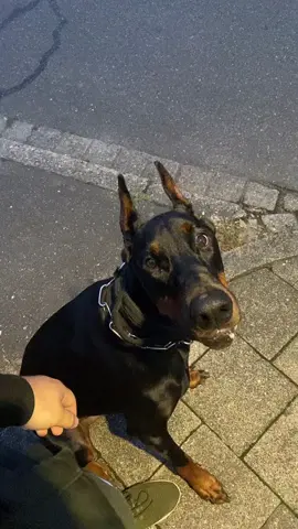 #hundevideos #fyp #foryou #hunde #dogvideos #dog #hundetraining #hundeerziehung 