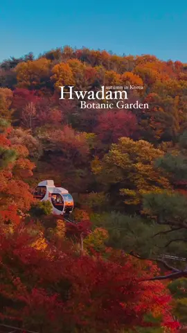 Craving a dose of nature's artistry this fall? Hwadam Botanic Garden has you covered! 🍁🍂 Quick info about Hwadam Botanic Garden: ▪️ Autumn peak: first week of Nov. ▪️ Admission Fee: 11,000KW ▪️ Hours: 9:00AM~6:00PM (closed on Mondays) ▪️ Nearest train station: Gonjiam Station ▪️ Ticket reservation: Available from Sep 20th (Korean phone number needed) Visit my website for more detail (link in bio)  #hellofrom #korea #화담숲 #southkorea #틱톡여행 #traveltiktok #koreatravel #autumninkorea