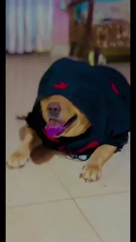 මූට පිස්සු බන් 😑💔#බව්වොන්ට_ආස_අය_කෝ #rexternlexa #labrador #viral #foryoupage #trending #fy #fyp 