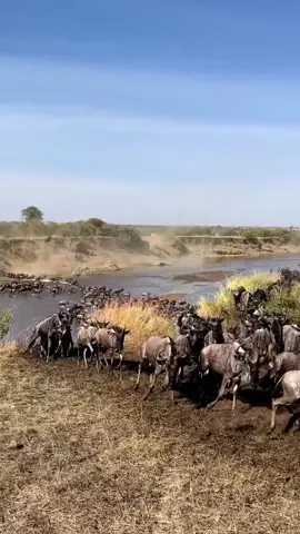 The Great Migration Wildebeests #wildlife #wildebeest #africa 